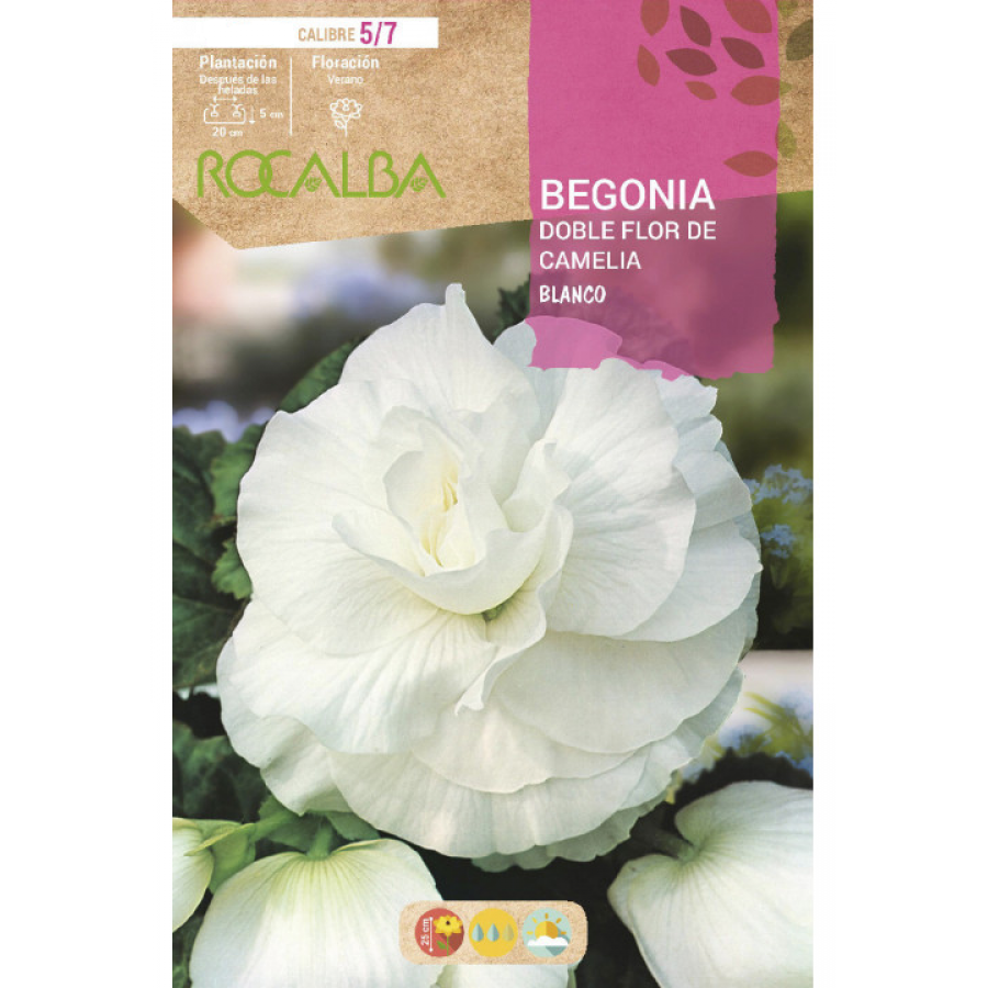 S.BOLBO RO.GAVETA BEGONIA FLOR DE CAMELIA BRANCO-BUBD2715 S.BOLBO RO.GAVETA BEGONIA FLOR DE CAMELIA BRANCO-BUBD2715