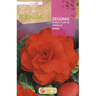 S.BOLBO RO.GAVETA BEGONIA FLOR DE CAMELIA LARANJ-BUBD2720