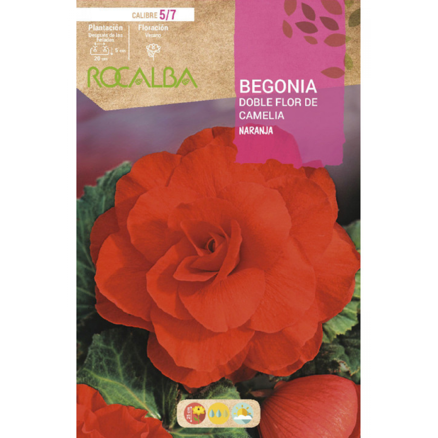 S.BOLBO RO.GAVETA BEGONIA FLOR DE CAMELIA LARANJ-BUBD2720 S.BOLBO RO.GAVETA BEGONIA FLOR DE CAMELIA LARANJ-BUBD2720