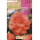 S.BOLBO RO.GAVETA BEGONIA FLOR DE CAMELIA SALMAO-BUBD2725
