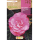 S.BOLBO RO.GAVETA BEGONIA FLOR DE CAMELIA ROSA-BUBD2730