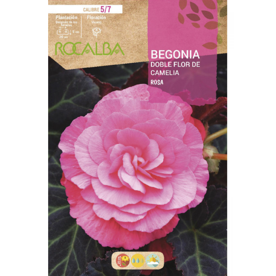 S.BOLBO RO.GAVETA BEGONIA FLOR DE CAMELIA ROSA-BUBD2730