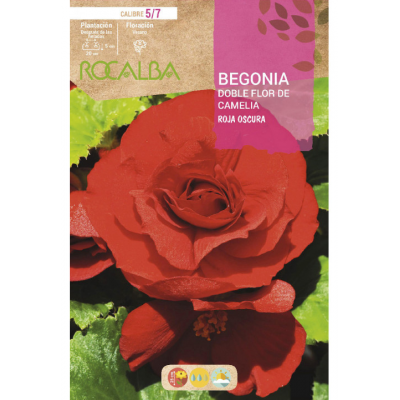 S.BOLBO RO.GAVETA BEGONIA FLOR DE CAMELIA ROJO-BUBD2735