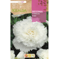 S.BOLBO RO.GAVETA BEGONIA FIMBRIATA BRANCO - BUBF2825