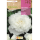 S.BOLBO RO.GAVETA BEGONIA FIMBRIATA BRANCO - BUBF2825