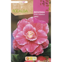 S.BOLBO RO.GAVETA BEGONIA HIBRIDA ROSA FORTE - BUBH2905