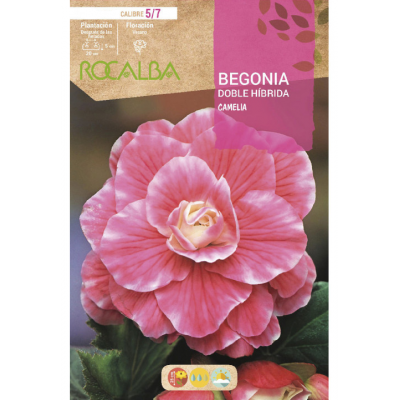 S.BOLBO RO.GAVETA BEGONIA HIBRIDA ROSA FORTE - BUBH2905