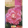 S.BOLBO RO.GAVETA BEGONIA HIBRIDA ROSA FORTE - BUBH2905