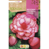 S.BOLBO RO.GAVETA BEGONIA HIBRIDA ROSA  - BUBH2910