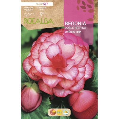 S.BOLBO RO.GAVETA BEGONIA HIBRIDA ROSA  - BUBH2910