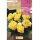 S.BOLBO RO.GAVETA BEGONIA NON STOP AMARELO - BUBN2880