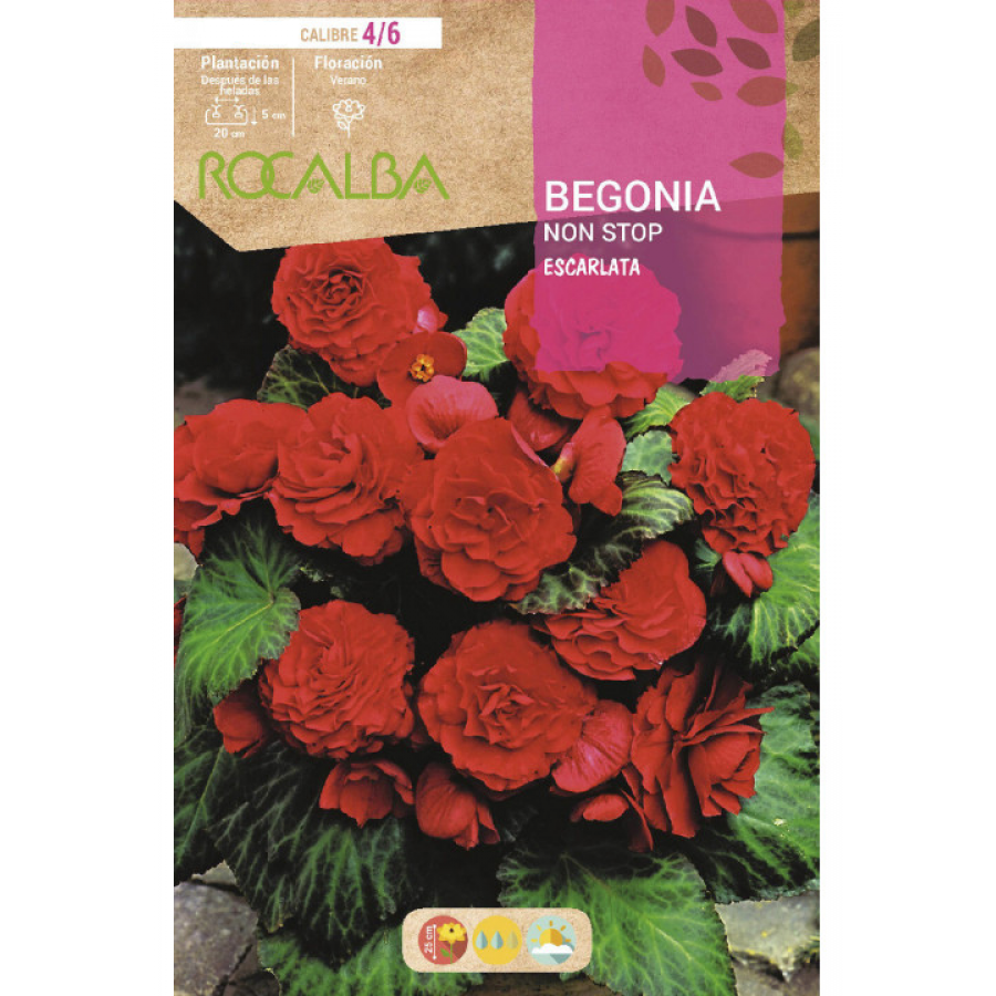 S.BOLBO RO.GAVETA BEGONIA NON STOP ESCARLATA - BUBN2885 S.BOLBO RO.GAVETA BEGONIA NON STOP ESCARLATA - BUBN2885