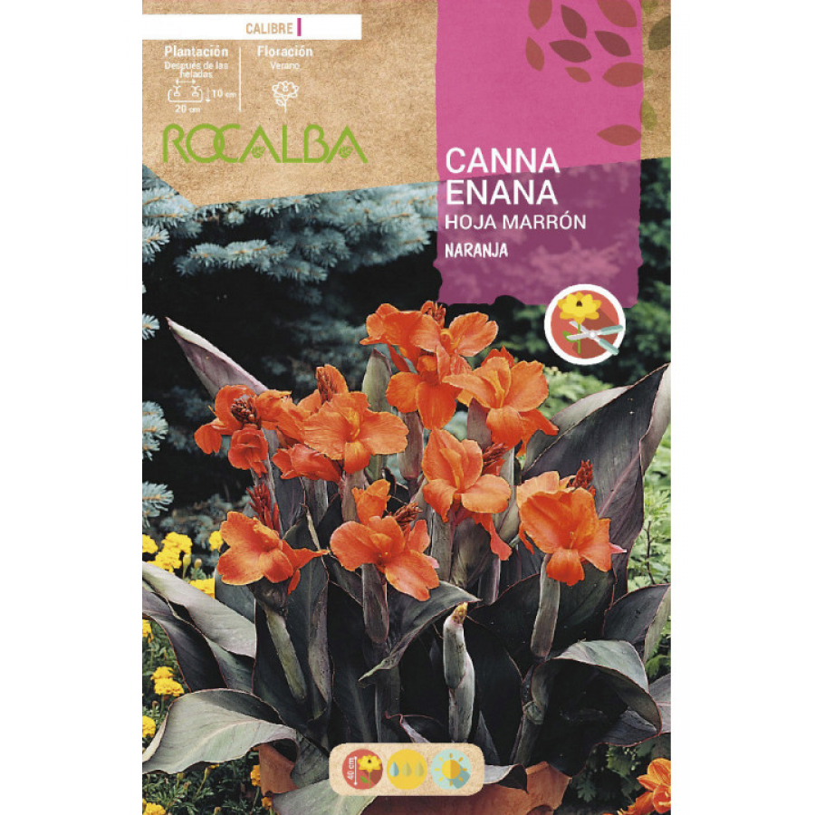 S.BOLBO RO.GAVETA CANAS ENANAS FOLHA CAST-LARAN. BUCE3080
