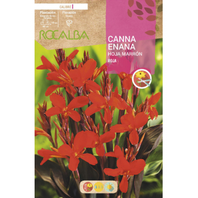 S.BOLBO RO.GAVETA CANAS ENANAS FOLHA CAST- ROJO BUCE3085