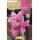 S.BOLBO RO.GAVETA CANAS FOLHA CASTANHA - ROSA BUCM3060