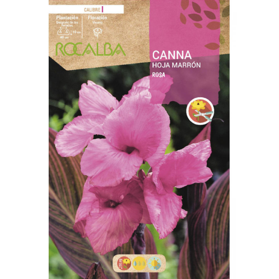 S.BOLBO RO.GAVETA CANAS FOLHA CASTANHA - ROSA BUCM3060