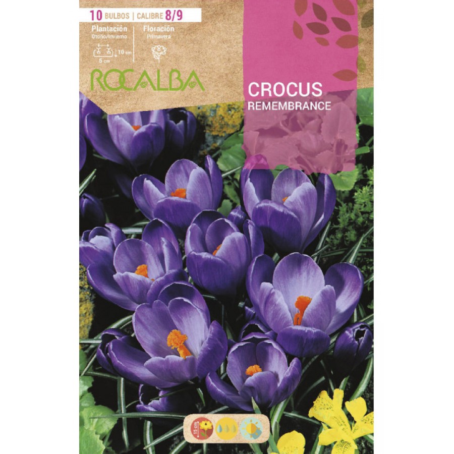 S.BOLBO RO.GAVETA 150 CROCUS REMEMBRANCE -AZUL-BUCR1305