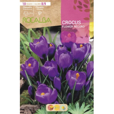 S.BOLBO RO.GAVETA 150 CROCUS FLOWER RECORD PURPURA<br> BUCR1315