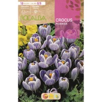 S.BOLBO RO.GAVETA 150 CROCUS PICKWICK -AZUL ESTRIADO DE BRANCO-BUCR1325 S.BOLBO RO.GAVETA 150 CROCUS PICKWICK -AZUL ESTRIADO DE BRANCO-BUCR1325