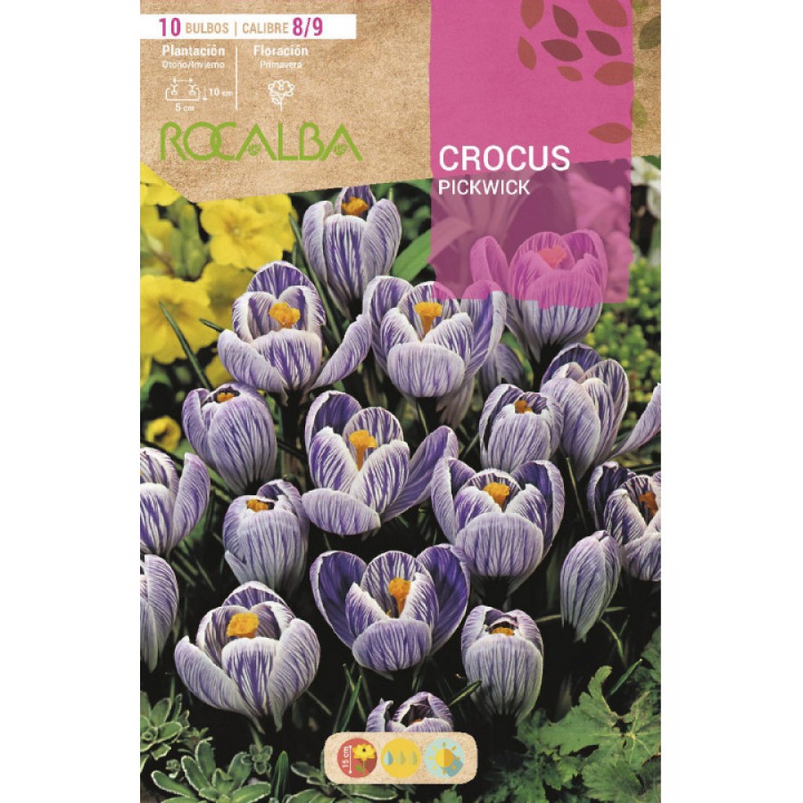 S.BOLBO RO.GAVETA 150 CROCUS PICKWICK -AZUL ESTRIADO DE BRANCO-BUCR1325 S.BOLBO RO.GAVETA 150 CROCUS PICKWICK -AZUL ESTRIADO DE BRANCO-BUCR1325