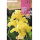 S.BOLBO RO.GAVETA CANAS FOLHA VERDE - AMARELO BUCV3020