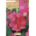 S.BOLBO RO.GAVETA CANAS FOLHA VERDE - ROSA BUCV3030