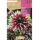 S.BOLBO RO.GAVETA DALIAS PFITZER'S JOKER - BUDC2365