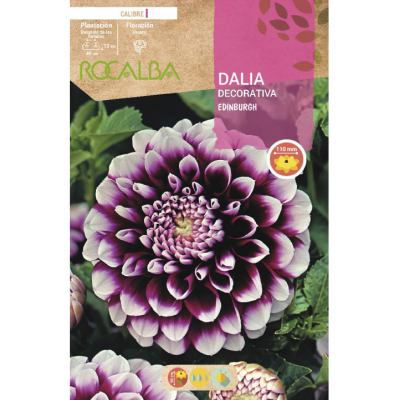 S.BOLBO RO.GAVETA DALIAS VIOLETA EDINBURGH - BUDD2260