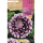 S.BOLBO RO.GAVETA DALIAS VIOLETA EDINBURGH - BUDD2260