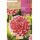 S.BOLBO RO.GAVETA DALIAS POMPON LITTLE WILLIAM - BUDP2490