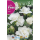 S.BOLBO RO.GAVETA 150 FRESIAS DOBRADA BRANCO -BUFD1460