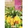 S.BOLBO RO.GAVETA 10  FRITILLARIAS IMPERIALIS LUTEA AMARELO-BUFT1565