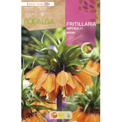 S.BOLBO RO.GAVETA 10  FRITILLARIAS IMPERIALIS AURORA -LARANJA-BUFT1570