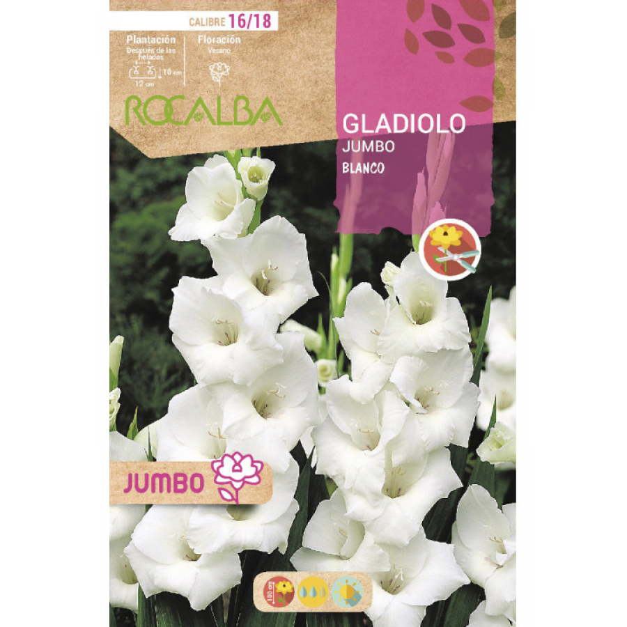 S.BOLBO RO.GAVETA GALADIOLO JUMBO BRANCO  -BUGJ2210