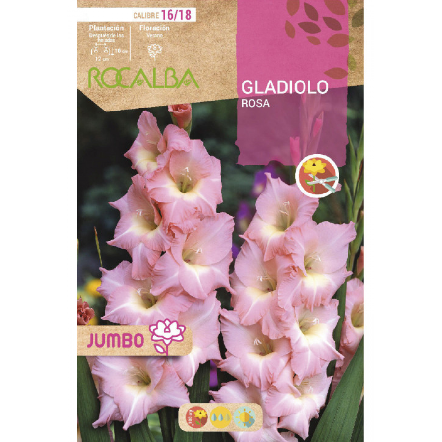 S.BOLBO RO.GAVETA GALADIOLO JUMBO ROSA  -BUGJ2215