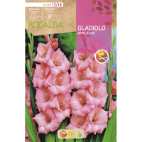 S.BOLBO RO.GAVETA GALADIOLO APPLAUSE ROSA -BUGL2015
