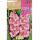 S.BOLBO RO.GAVETA GALADIOLO APPLAUSE ROSA -BUGL2015