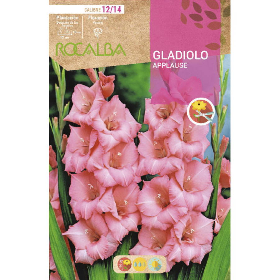 S.BOLBO RO.GAVETA GALADIOLO APPLAUSE ROSA -BUGL2015
