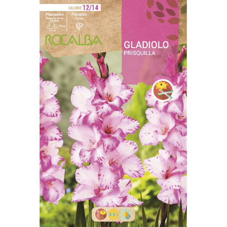 S.BOLBO RO.GAVETA GALADIOLO PRESQUILHA -BUGL2035
