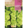 S.BOLBO RO.GAVETA GALADIOLO GREEN STAR - BUGL2055