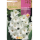 S.BOLBO RO.GAVETA GALADIOLO WHITE PROSPERITY - BUGL2075