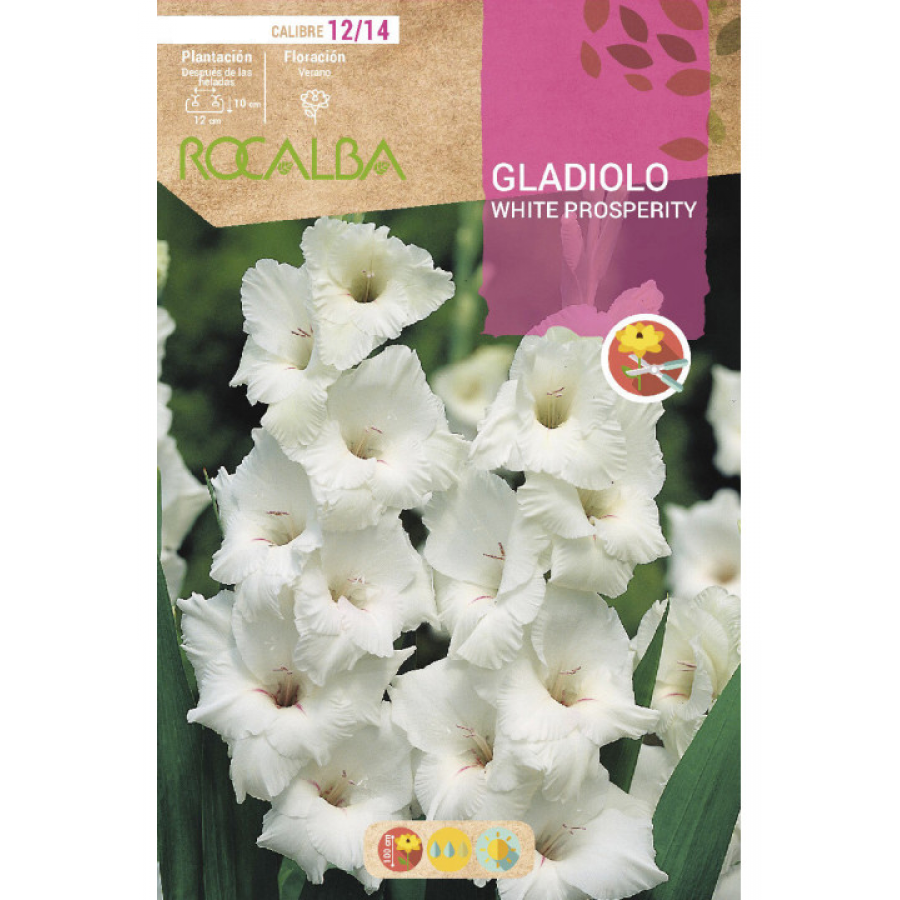 S.BOLBO RO.GAVETA GALADIOLO WHITE PROSPERITY - BUGL2075