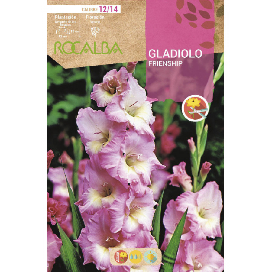 S.BOLBO RO.GAVETA GALADIOLO FRIENDSHIP ROSA - BUGL2095