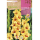 S.BOLBO RO.GAVETA GALADIOLO JESTER AMARELO-BUGL2100