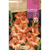S.BOLBO RO.GAVETA GALADIOLO PETER PEARS - BUGL2110