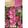 S.BOLBO RO.GAVETA GALADIOLO WINDSONG ROSA - BUGL2115