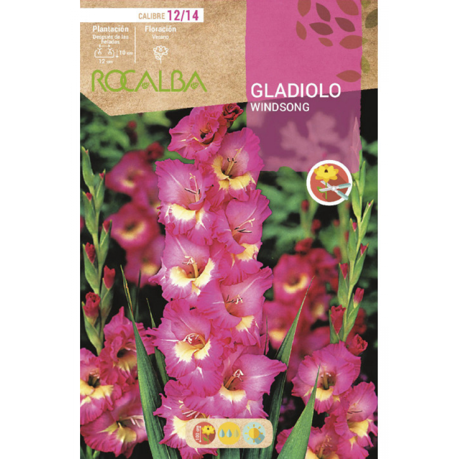 S.BOLBO RO.GAVETA GALADIOLO WINDSONG ROSA - BUGL2115