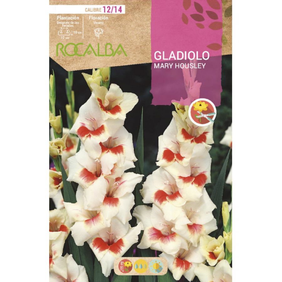 S.BOLBO RO.GAVETA GALADIOLO MARY HOUSLEY - BUGL2130