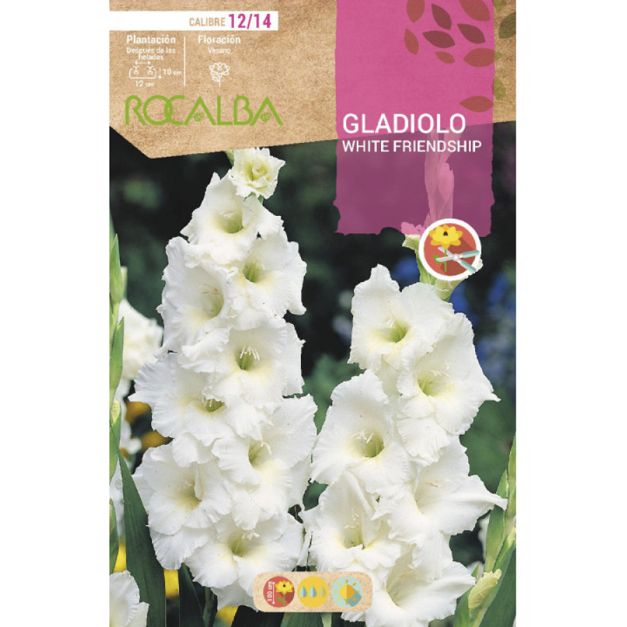 S.BOLBO RO.GAVETA GALADIOLO WHITE FRIENDSHIP - BUGL2150