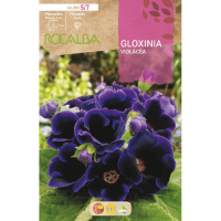 S.BOLBO RO.GAVETA GLOXINIAS VIOLETA - BUGX2965